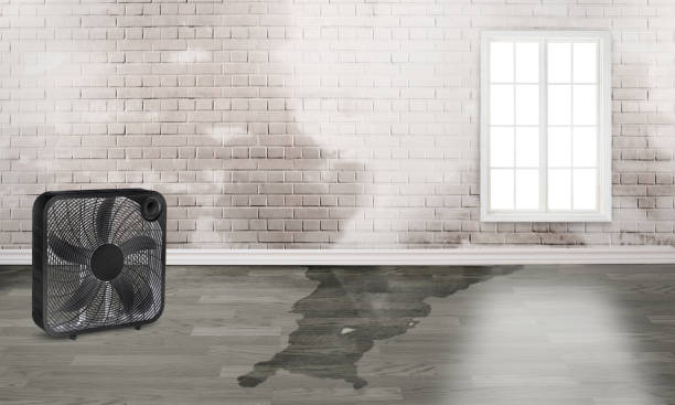 Best Basement water damage restoration  in Ceredo, WV